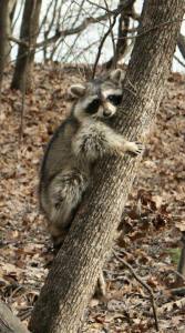 10423296_10153161449794661_5451193162419169329_n